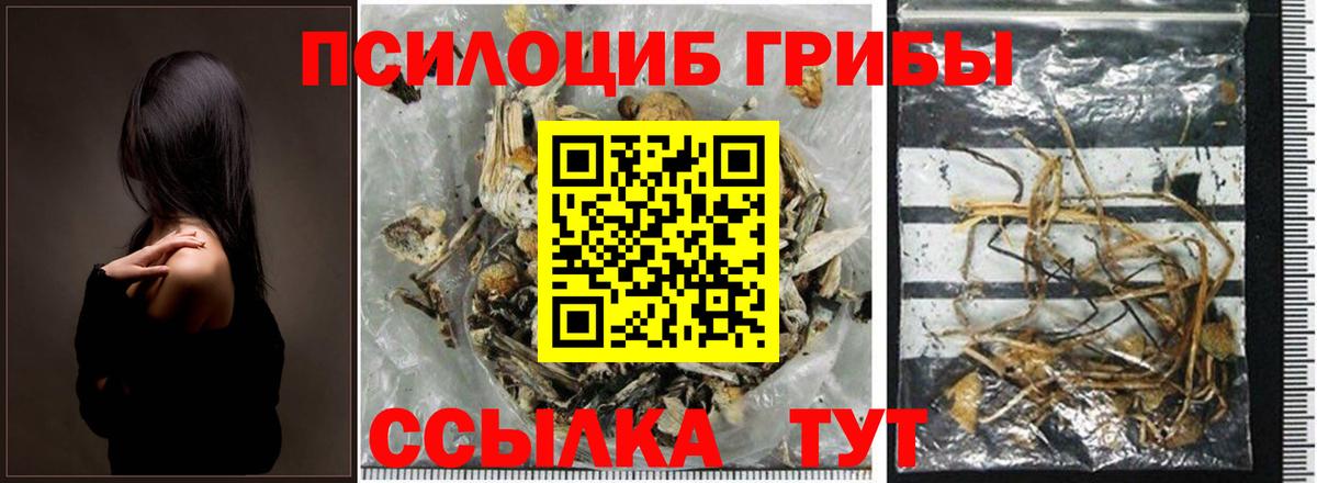 Псилоцибиновые грибы мицелий Грозный